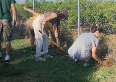 plantando un seto verde